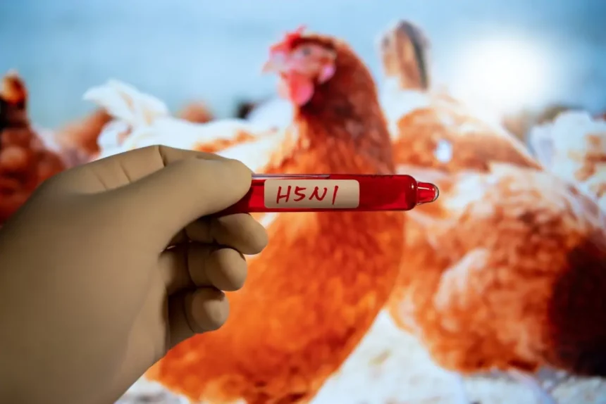 CDC Confirms First U.S. Death Due to Bird Flu